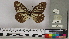  ( - NHMUK010243443)  @11 [ ] CreativeCommons - Attribution Non-Commercial (2016) Natural History Museum London Natural History Museum London