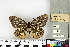  ( - NHMUK010243542)  @11 [ ] CreativeCommons - Attribution Non-Commercial (2016) Natural History Museum London Natural History Museum London