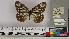  ( - NHMUK013377203)  @11 [ ] CreativeCommons - Attribution Non-Commercial (2016) Natural History Museum London Natural History Museum London