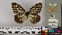  ( - NHMUK013377214)  @11 [ ] CreativeCommons - Attribution Non-Commercial (2016) Natural History Museum London Natural History Museum London