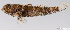  (Drombus key - C051-001)  @11 [ ] Copyright (2019) Unspecified Institut Halieutique et des Sciences Marines