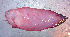  ( - UW150548)  @11 [ ] CreativeCommons - Attribution Non-Commercial Share-Alike (2007) J. W. Orr NOAA, National Marine Fisheries Service, Alaska Fisheries Science Center, Resource Assessment and Conservation Engineering Division