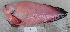  ( - UW158236-1)  @11 [ ] CreativeCommons - Attribution Non-Commercial Share-Alike (2017) J. W. Orr NOAA, National Marine Fisheries Service, Alaska Fisheries Science Center, Resource Assessment and Conservation Engineering Division