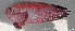  ( - UW158237-2)  @11 [ ] CreativeCommons - Attribution Non-Commercial Share-Alike (2017) J. W. Orr NOAA, National Marine Fisheries Service, Alaska Fisheries Science Center, Resource Assessment and Conservation Engineering Division