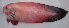  ( - UW158238)  @11 [ ] CreativeCommons - Attribution Non-Commercial Share-Alike (2016) J. W. Orr NOAA, National Marine Fisheries Service, Alaska Fisheries Science Center, Resource Assessment and Conservation Engineering Division