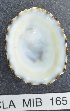  ( - MIB165)  @11 [ ] Copyright (2016) Unspecified DFO