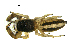  ( - CBG-A54265-H11)  @11 [ ] CreativeCommons - Attribution Share-Alike (2025) Unspecified Centre for Biodiversity Genomics