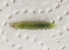  ( - NK1071)  @12 [ ] Copyright (2021) Karpun Natalia, Kirichenko Natalia Federal Research Centre the Subtropical Scientific Centre of the Russian Academy of Sciences, Sochi, Russia