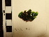  ( - AMS00077)  @11 [ ] CreativeCommons  Attribution Non-Commercial (2022) Unspecified Canadian Museum of Nature
