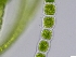 (Urospora neglecta - AMS00396)  @11 [ ] CreativeCommons  Attribution Non-Commercial (2023) Unspecified Canadian Museum of Nature