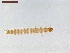  ( - LS-IRBI-CANOP0011)  @11 [ ] Copyright (2021) Lucas Sire Institut de Recherche sur la Biologie de l'Insecte