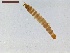  ( - LS-IRBI-CANOP0037)  @11 [ ] Copyright (2021) Lucas Sire Institut de Recherche sur la Biologie de l'Insecte