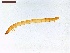  ( - LS-IRBI-CANOP0069)  @11 [ ] Copyright (2021) Lucas Sire Institut de Recherche sur la Biologie de l'Insecte