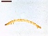  ( - LS-IRBI-CANOP0080)  @11 [ ] Copyright (2021) Lucas Sire Institut de Recherche sur la Biologie de l'Insecte