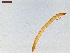  ( - LS-IRBI-CANOP0084)  @11 [ ] Copyright (2021) Lucas Sire Institut de Recherche sur la Biologie de l'Insecte