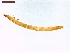  ( - LS-IRBI-CANOP0086)  @11 [ ] Copyright (2021) Lucas Sire Institut de Recherche sur la Biologie de l'Insecte