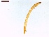  ( - LS-IRBI-CANOP0087)  @11 [ ] Copyright (2021) Lucas Sire Institut de Recherche sur la Biologie de l'Insecte