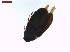  ( - LS-IRBI-CANOP0181)  @11 [ ] Copyright (2021) Lucas Sire Institut de Recherche sur la Biologie de l'Insecte