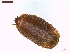 ( - LS-IRBI-CANOP0282)  @11 [ ] Copyright (2021) Lucas Sire Institut de Recherche sur la Biologie de l'Insecte
