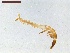  ( - LS-IRBI-CANOP0517)  @11 [ ] Copyright (2021) Lucas Sire Institut de Recherche sur la Biologie de l Insecte