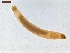  ( - LS-IRBI-CANOP0549)  @11 [ ] Copyright (2021) Lucas Sire Institut de Recherche sur la Biologie de l Insecte