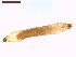  ( - LS-IRBI-CANOP0602)  @11 [ ] Copyright (2021) Lucas Sire Institut de Recherche sur la Biologie de l Insecte