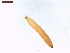  ( - LS-IRBI-CANOP0616)  @11 [ ] Copyright (2021) Lucas Sire Institut de Recherche sur la Biologie de l Insecte