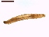  ( - LS-IRBI-CANOP0645)  @11 [ ] Copyright (2021) Lucas Sire Institut de Recherche sur la Biologie de l Insecte