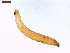  ( - LS-IRBI-CANOP0651)  @11 [ ] Copyright (2021) Lucas Sire Institut de Recherche sur la Biologie de l Insecte