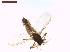  ( - LS-IRBI-CANOP0753)  @11 [ ] Copyright (2021) Lucas Sire Institut de Recherche sur la Biologie de l Insecte