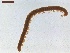  ( - LS-IRBI-CANOP0765)  @11 [ ] Copyright (2021) Lucas Sire Institut de Recherche sur la Biologie de l Insecte