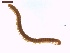  ( - LS-IRBI-CANOP0768)  @11 [ ] Copyright (2021) Lucas Sire Institut de Recherche sur la Biologie de l Insecte