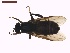  ( - LS-IRBI-CANOP0820)  @11 [ ] Copyright (2021) Lucas Sire Institut de Recherche sur la Biologie de l Insecte