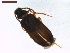  ( - LS-IRBI-CANOP0877)  @11 [ ] Copyright (2021) Lucas Sire Institut de Recherche sur la Biologie de l Insecte