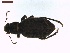  ( - LS-IRBI-CANOP0881)  @11 [ ] Copyright (2021) Lucas Sire Institut de Recherche sur la Biologie de l Insecte