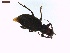  ( - LS-IRBI-CANOP0889)  @11 [ ] Copyright (2021) Lucas Sire Institut de Recherche sur la Biologie de l Insecte