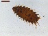  ( - LS-IRBI-CANOP0988)  @11 [ ] Copyright (2021) Lucas Sire Institut de Recherche sur la Biologie de l Insecte