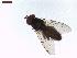  ( - LS-IRBI-CANOP0999)  @11 [ ] Copyright (2021) Lucas Sire Institut de Recherche sur la Biologie de l Insecte