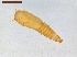  ( - LS-IRBI-CANOP1017)  @11 [ ] Copyright (2021) Lucas Sire Institut de Recherche sur la Biologie de l Insecte