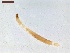  ( - LS-IRBI-CANOP1019)  @11 [ ] Copyright (2021) Lucas Sire Institut de Recherche sur la Biologie de l Insecte