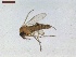  ( - LS-IRBI-CANOP1030)  @11 [ ] Copyright (2021) Lucas Sire Institut de Recherche sur la Biologie de l Insecte