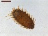  ( - LS-IRBI-CANOP1033)  @11 [ ] Copyright (2021) Lucas Sire Institut de Recherche sur la Biologie de l Insecte