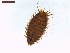  ( - LS-IRBI-CANOP1045)  @11 [ ] Copyright (2021) Lucas Sire Institut de Recherche sur la Biologie de l Insecte