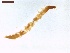  ( - LS-IRBI-CANOP1135)  @11 [ ] Copyright (2021) Lucas Sire Institut de Recherche sur la Biologie de l Insecte