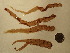  ( - AMS00046)  @11 [ ] CreativeCommons  Attribution Non-Commercial (2022) Unspecified Canadian Museum of Nature