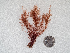  ( - AMS00142)  @11 [ ] by-nc (2022) Unspecified Canadian Museum of Nature