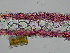  ( - AMS00180)  @11 [ ] CreativeCommons  Attribution Non-Commercial (2022) Unspecified Canadian Museum of Nature