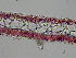  ( - AMS00180)  @11 [ ] CreativeCommons  Attribution Non-Commercial (2022) Unspecified Canadian Museum of Nature