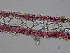  ( - AMS00180)  @11 [ ] CreativeCommons  Attribution Non-Commercial (2022) Unspecified Canadian Museum of Nature
