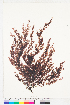  (Carradoriella elongata - AMS00181)  @11 [ ] CreativeCommons  Attribution Non-Commercial (by-nc) (2022) Unspecified Canadian Museum of Nature